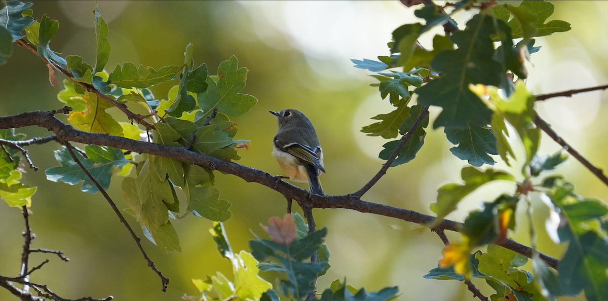Ruby-crowned Kinglet - ML624599378