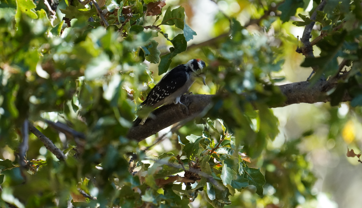 Downy Woodpecker - ML624599380