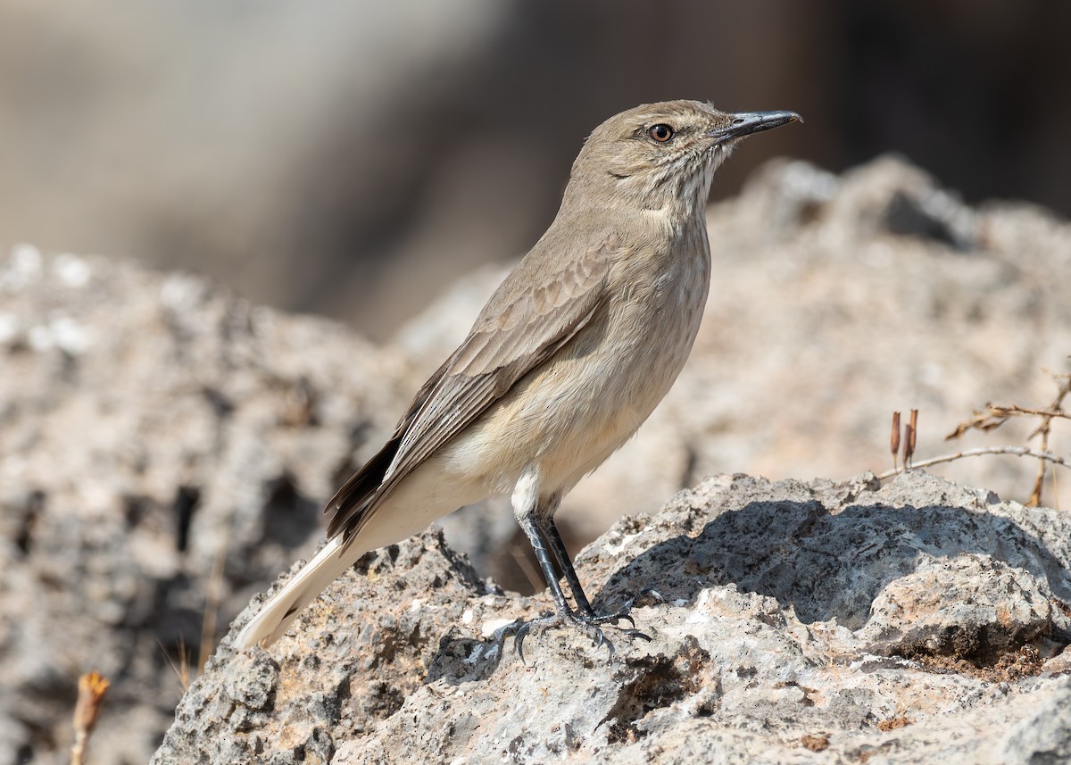 Black-billed Shrike-Tyrant - ML624599554