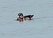 Wood Duck - ML624599637