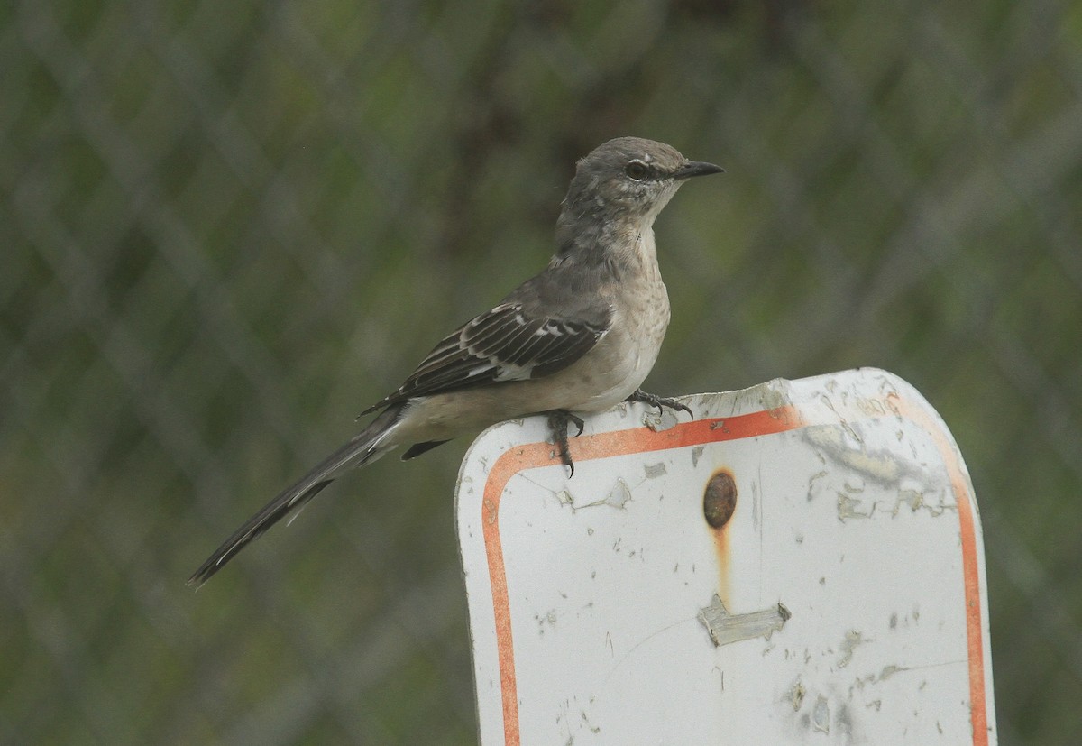 Northern Mockingbird - ML624599656