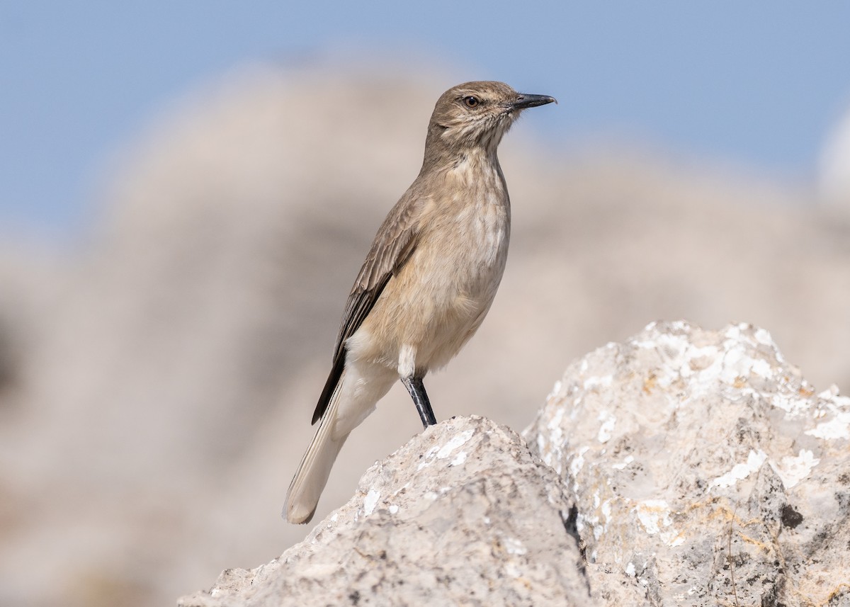 Black-billed Shrike-Tyrant - Patrick Van Thull