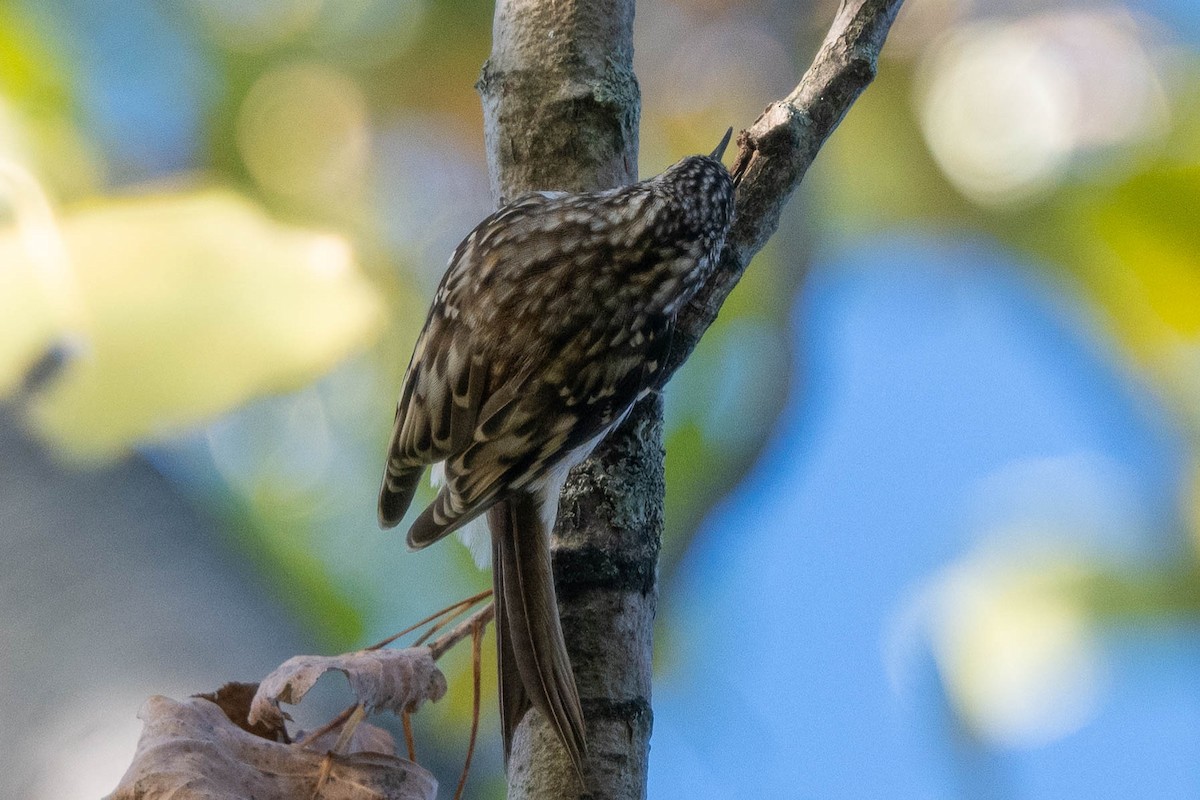 Brown Creeper - ML624599666