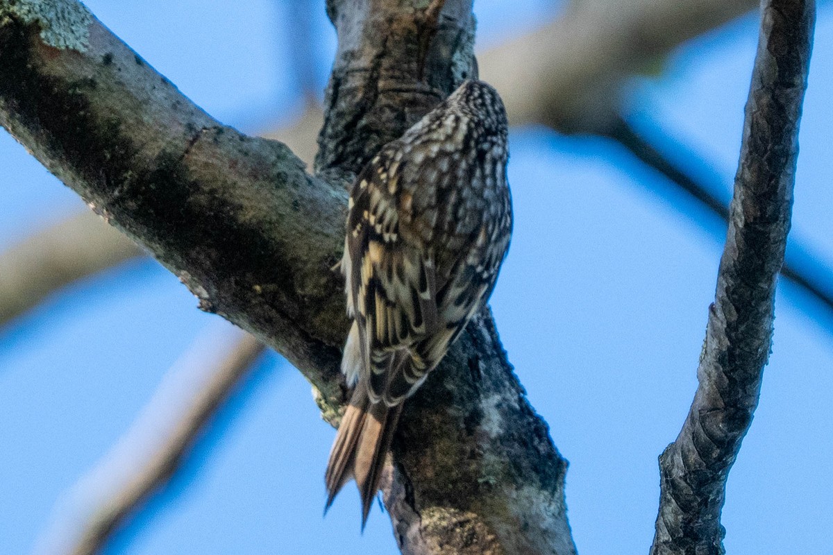 Brown Creeper - ML624599667