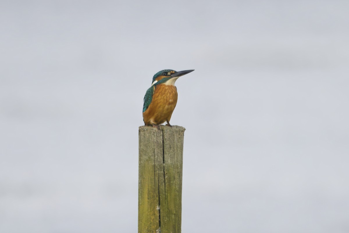 Martin-pêcheur d'Europe - ML624600319