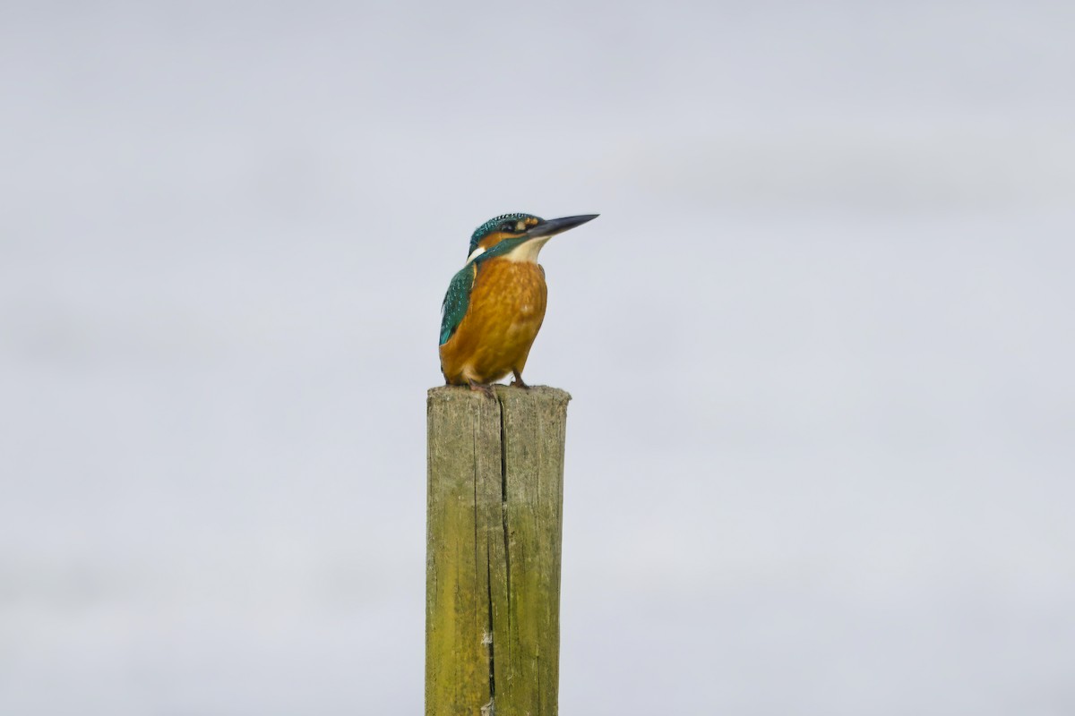 Martin-pêcheur d'Europe - ML624600320