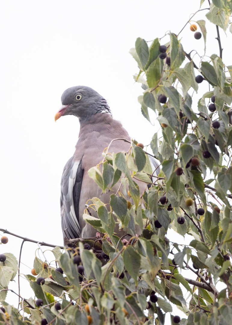 Pigeon ramier - ML624600327