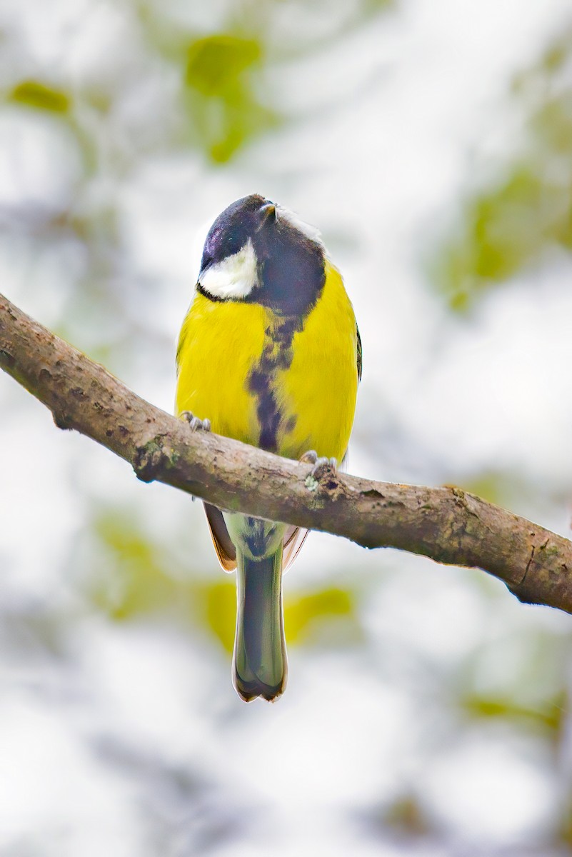 Mésange charbonnière - ML624600329