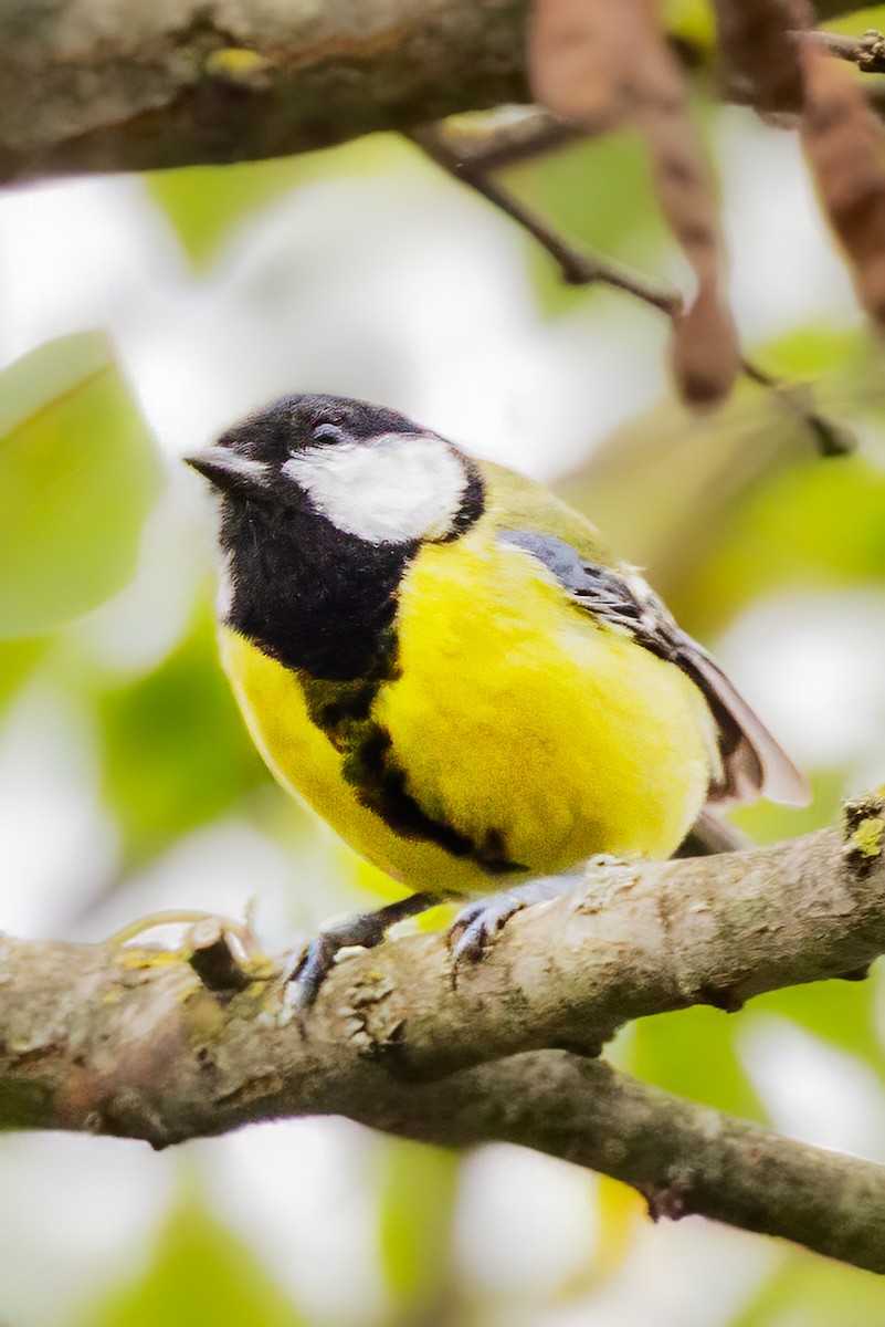 Mésange charbonnière - ML624600331