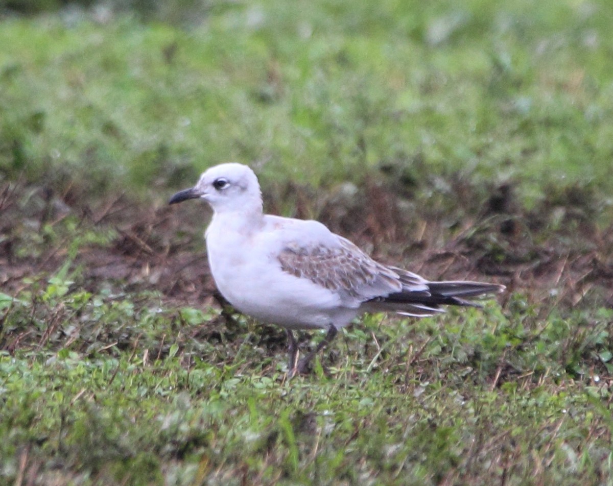 Mouette mélanocéphale - ML624600335