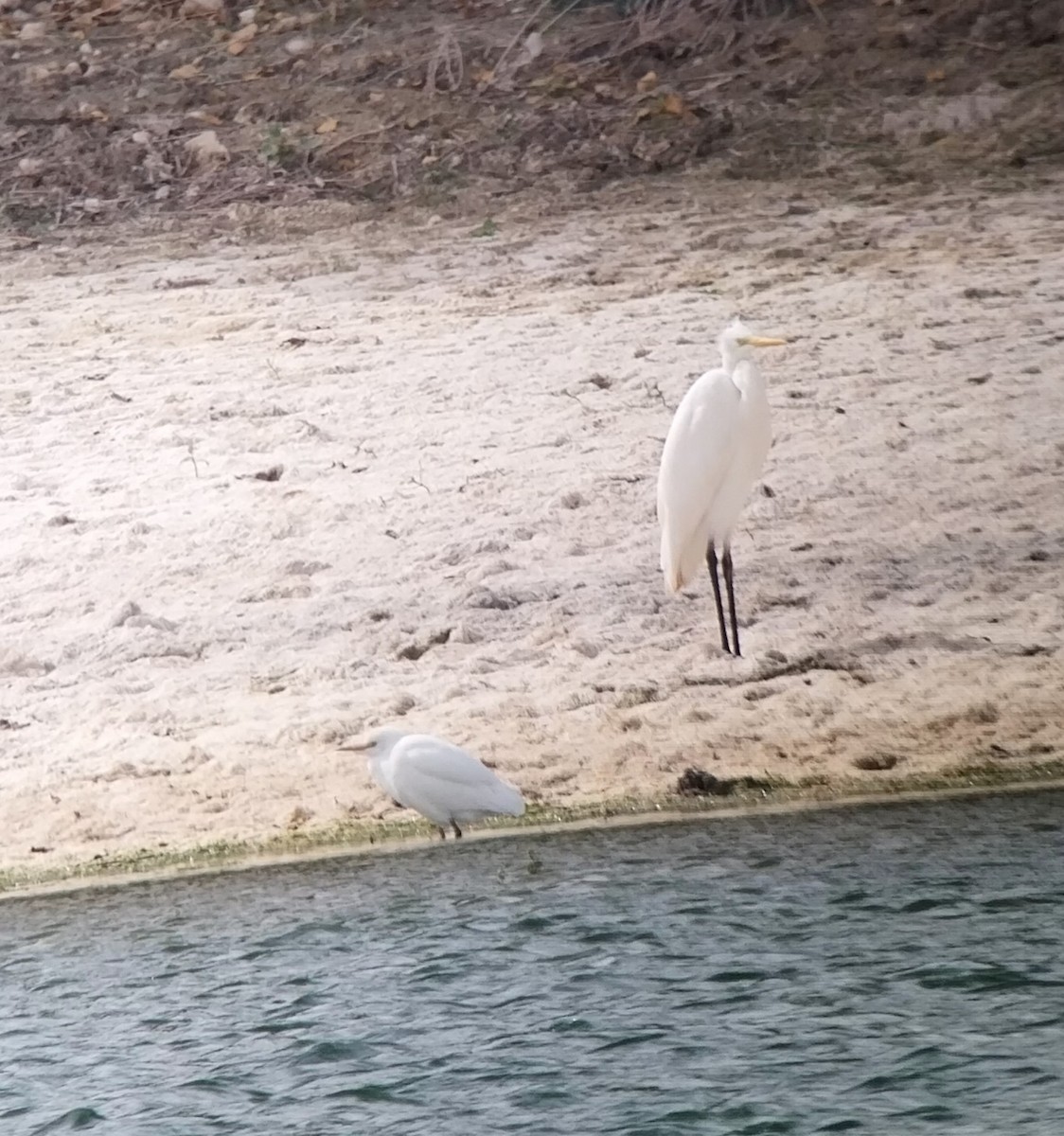 Western Cattle Egret - Sofía García