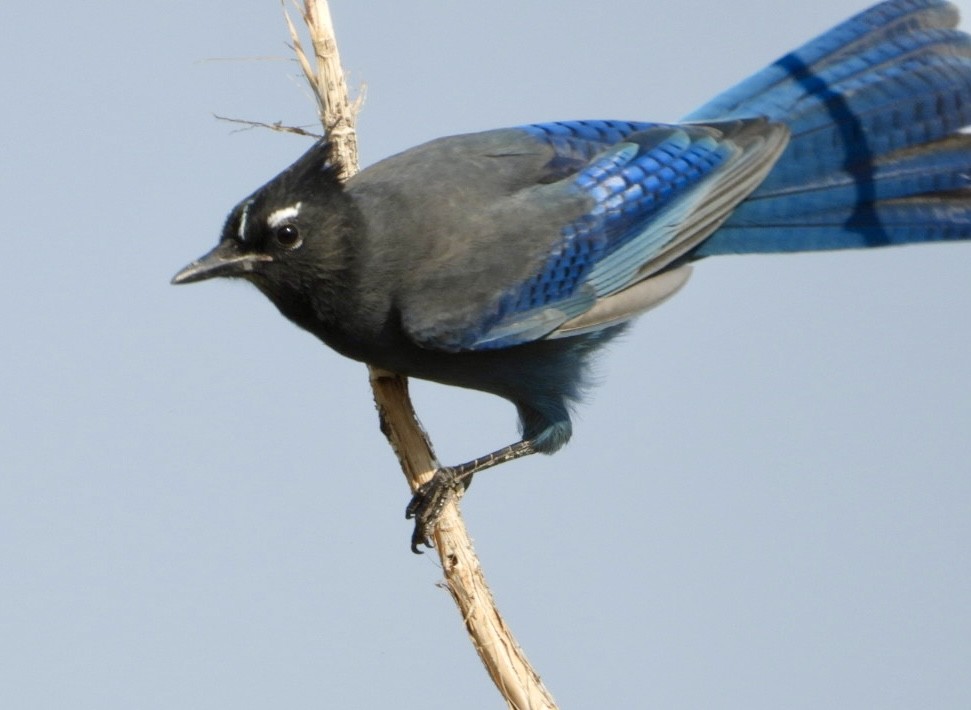 Steller Kargası - ML624600528