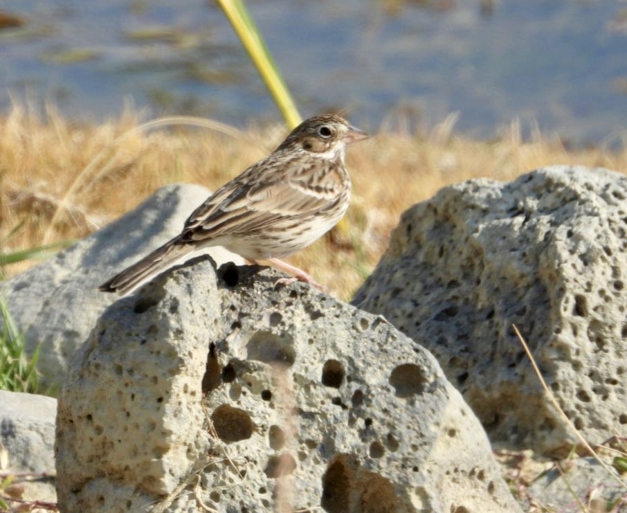 Vesper Sparrow - ML624600541
