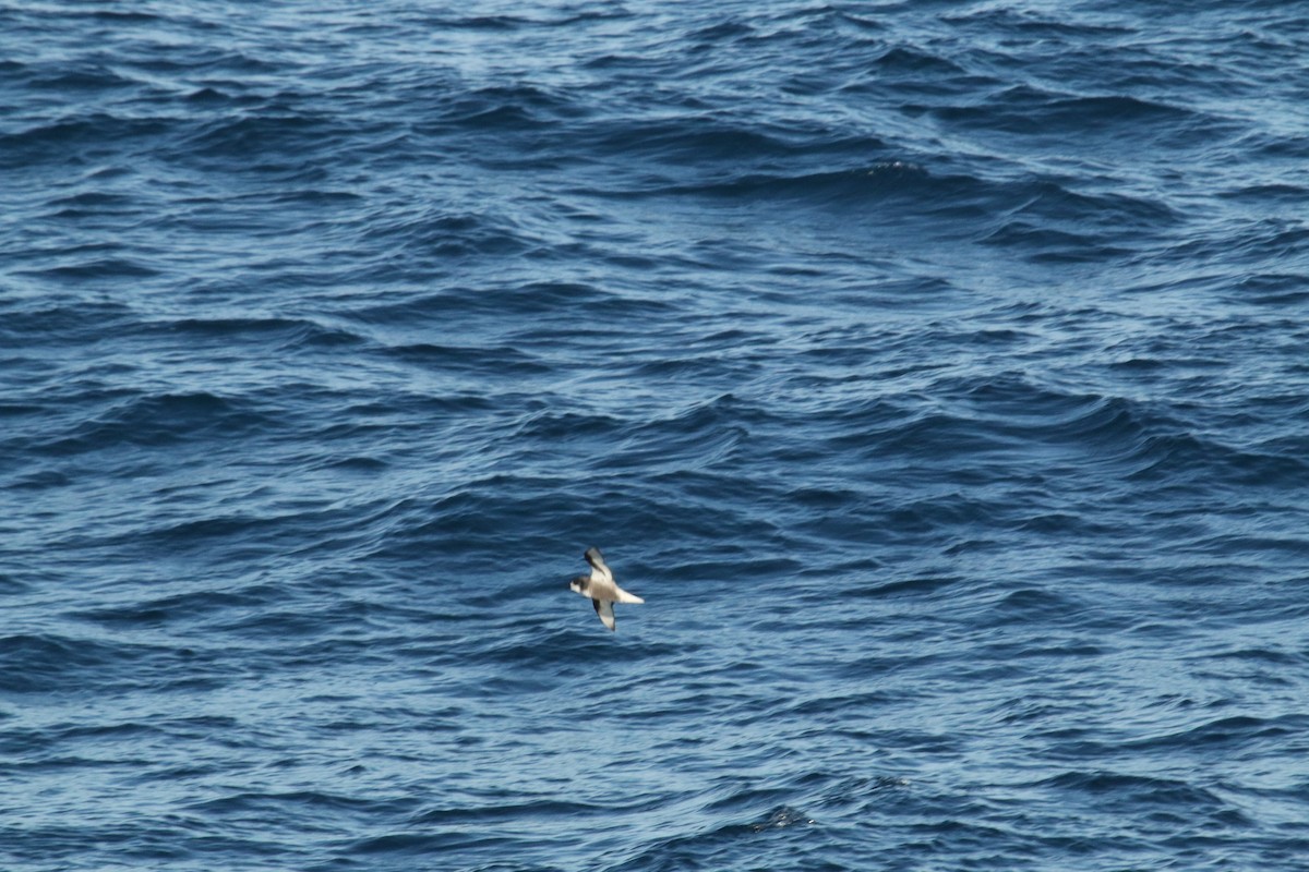 Mottled Petrel - ML624600599