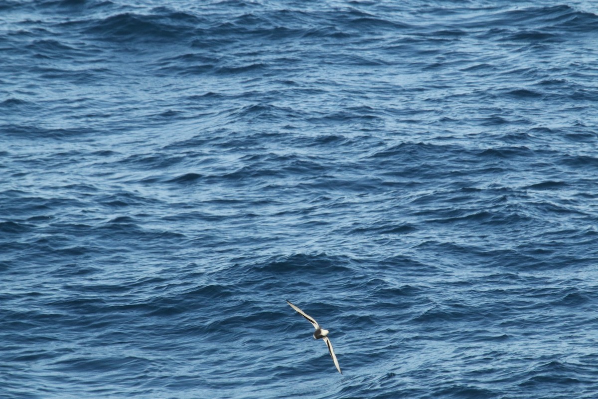 Mottled Petrel - ML624600600