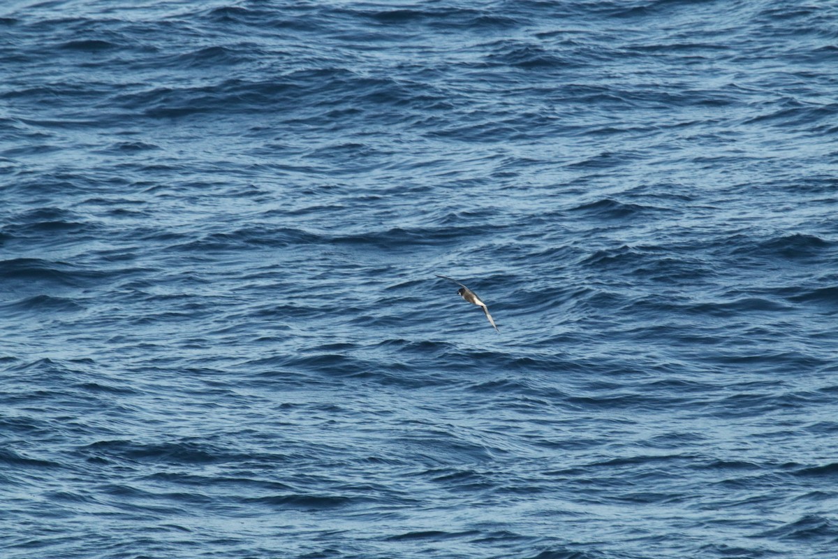 Mottled Petrel - ML624600601