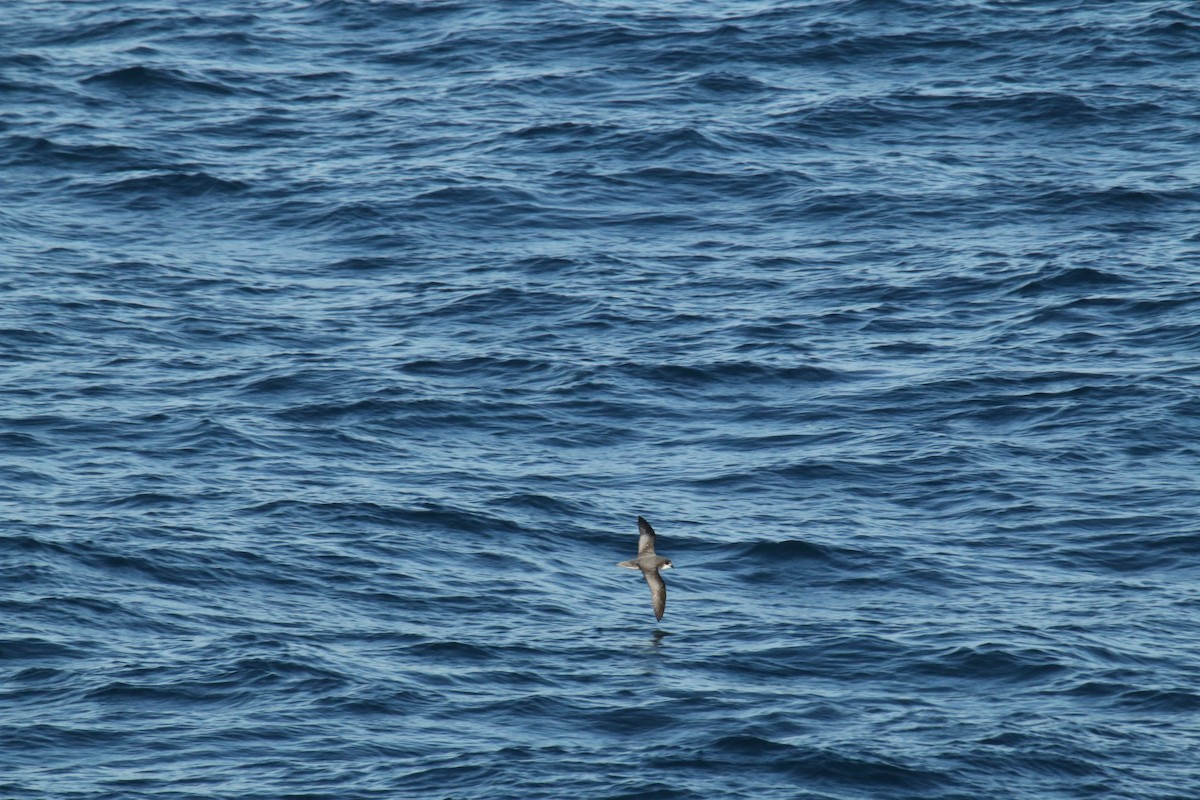 Mottled Petrel - ML624600602