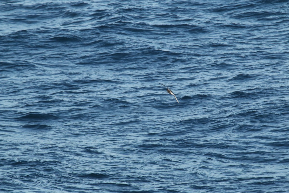 Mottled Petrel - ML624600603