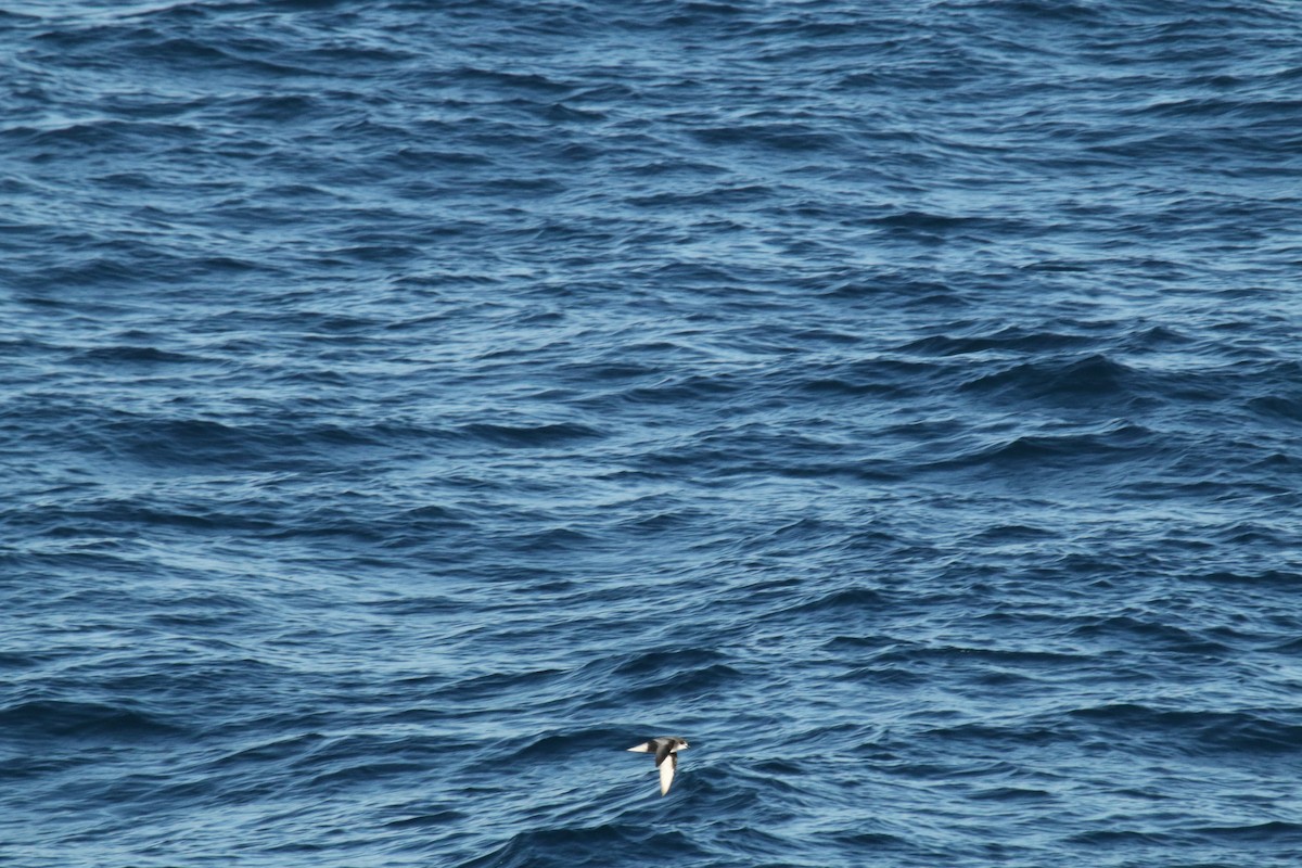 Mottled Petrel - ML624600604