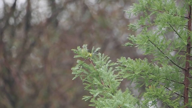 Magnolia Warbler - ML624600783