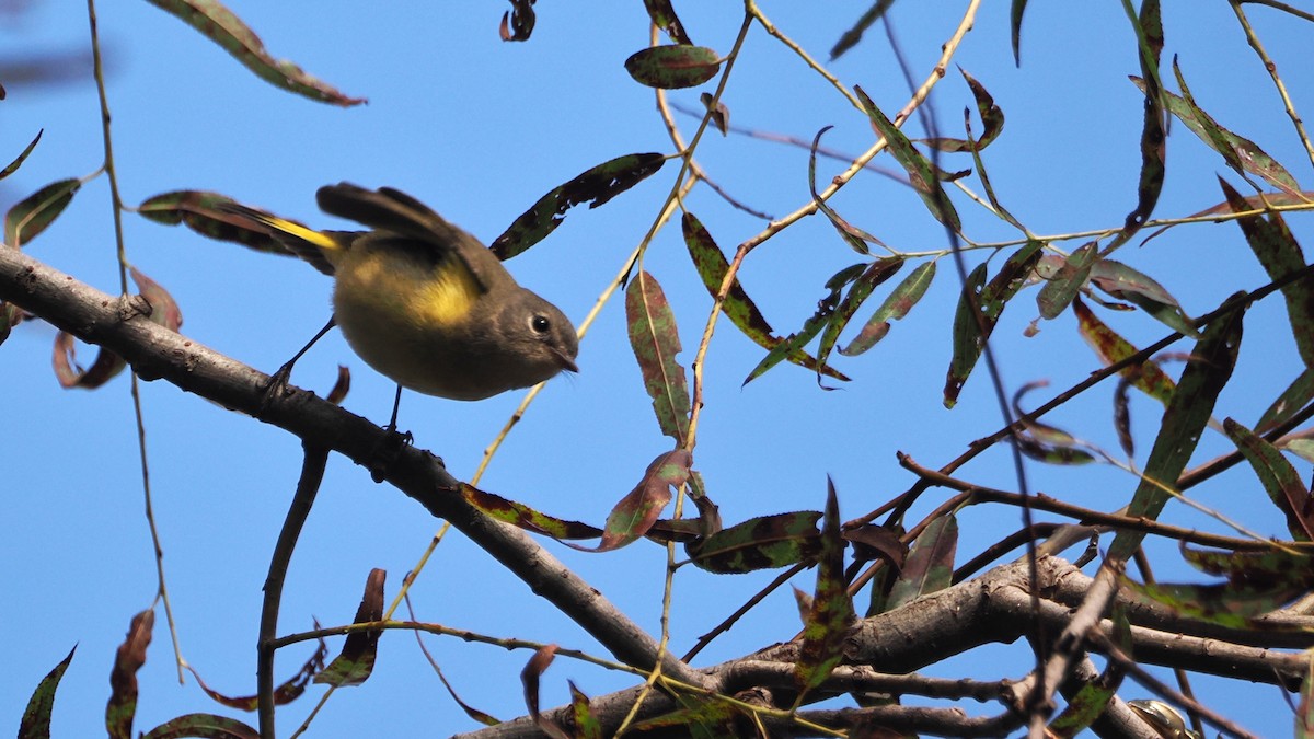 American Redstart - ML624600804