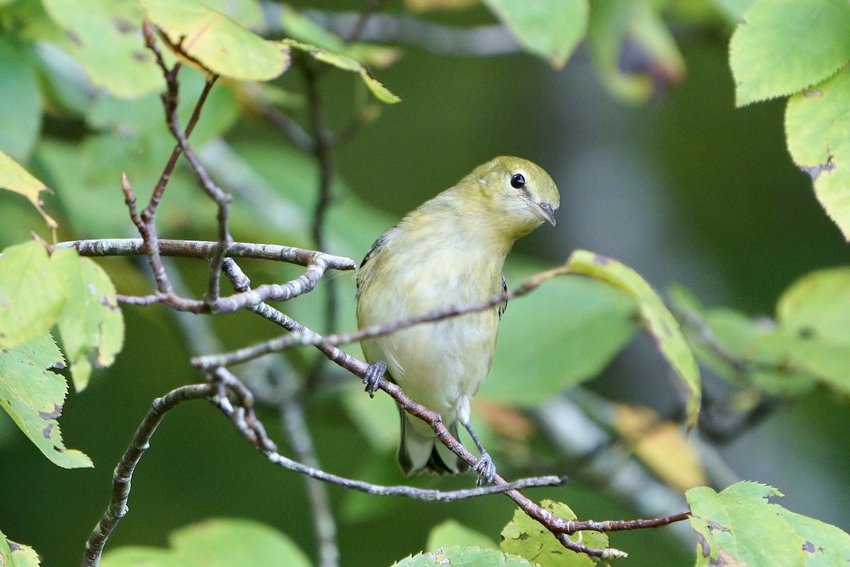 Bay-breasted Warbler - ML624600895