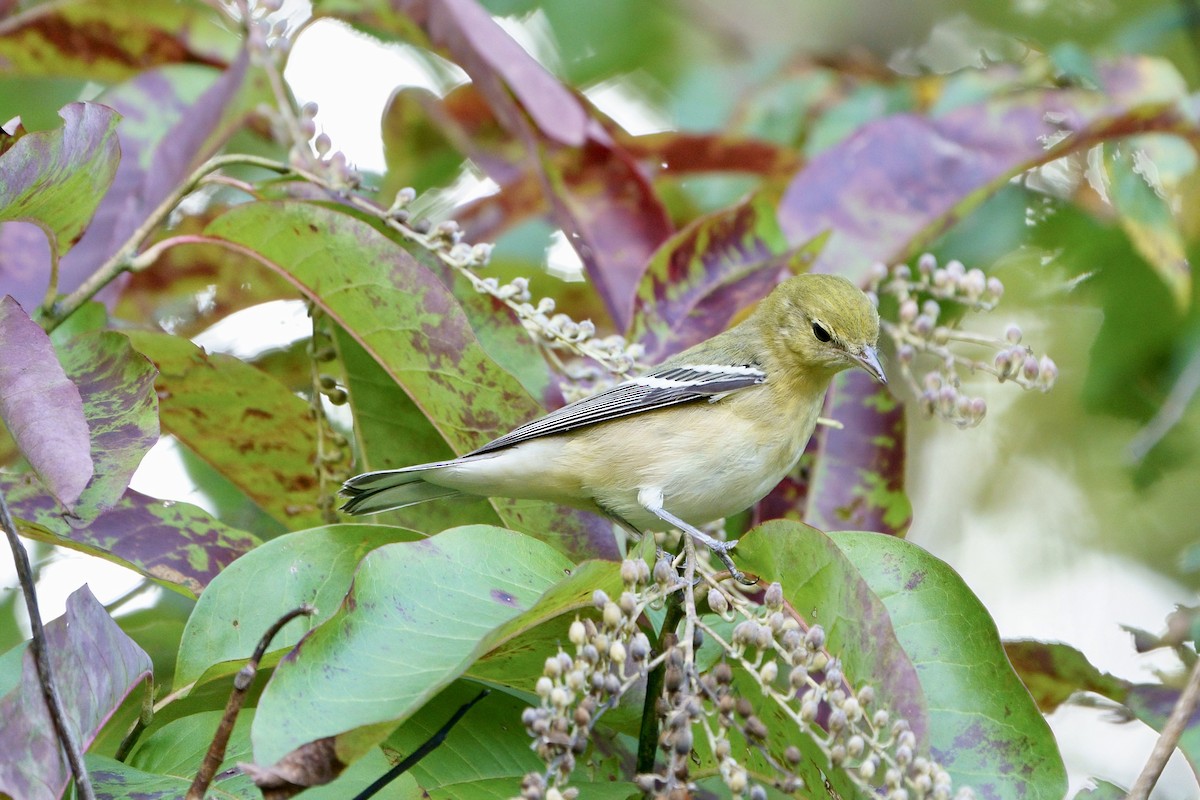 Bay-breasted Warbler - ML624600896