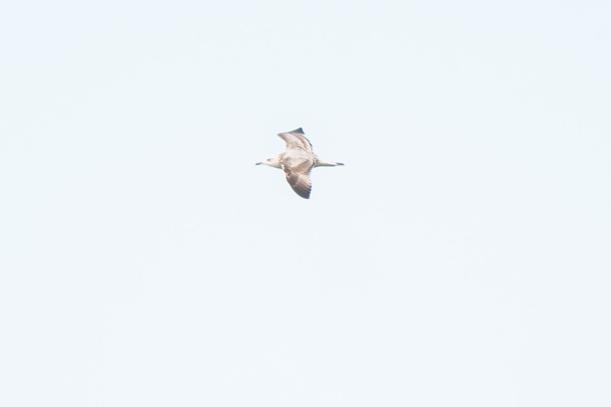 Caspian Gull - ML624601092