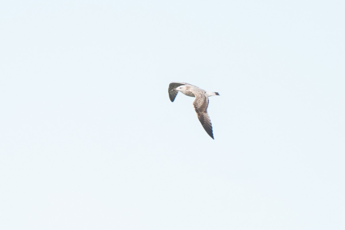 Caspian Gull - ML624601093
