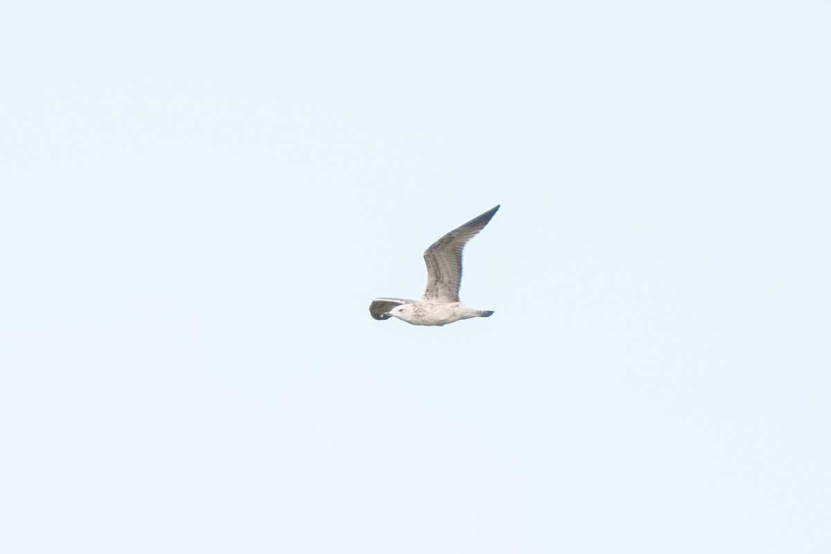 Caspian Gull - ML624601095