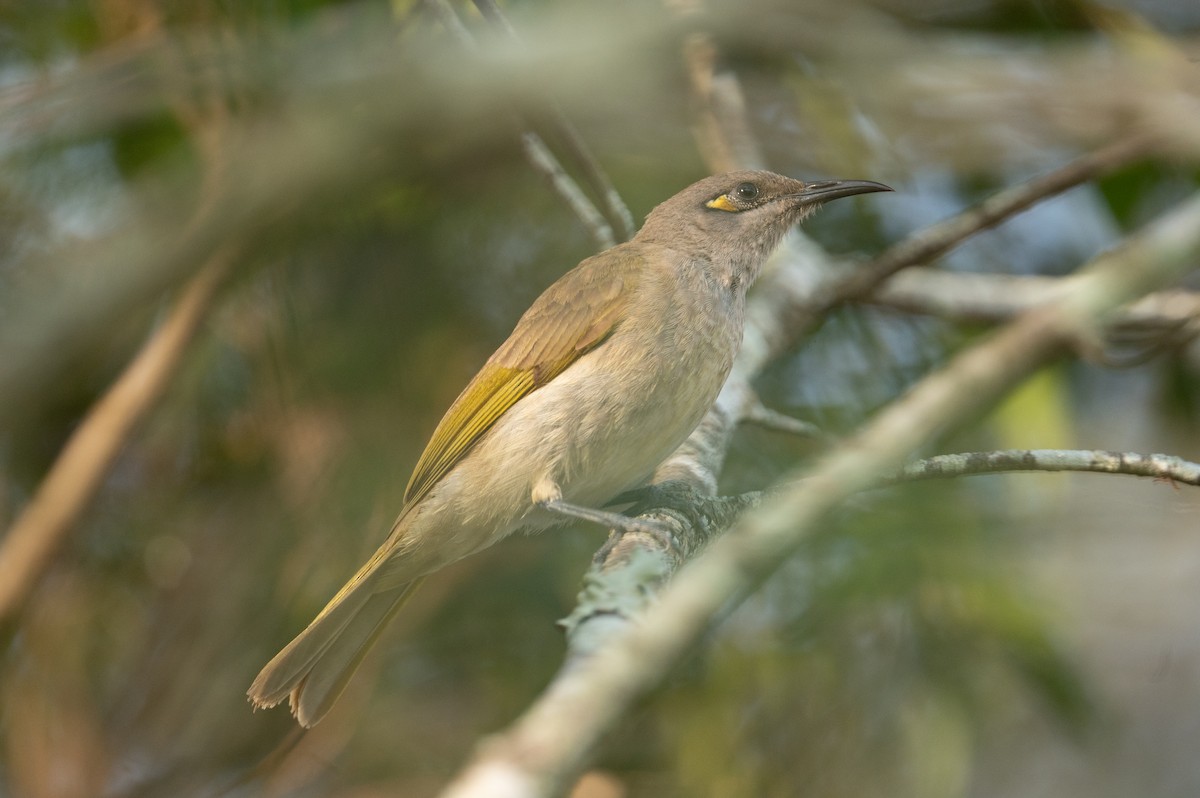 Brown Honeyeater - ML624601139