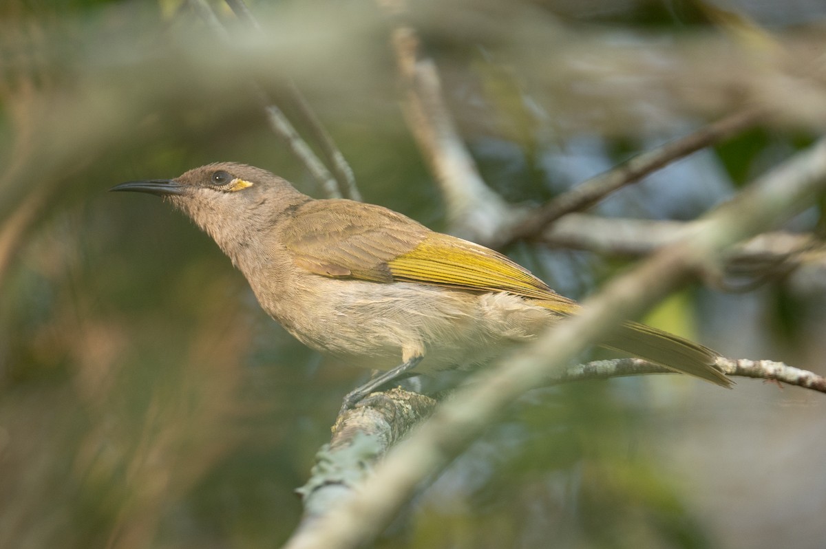 Brown Honeyeater - ML624601143