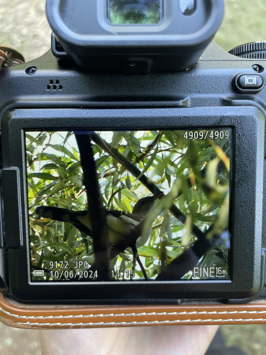 Yellow-billed Cuckoo - ML624601165