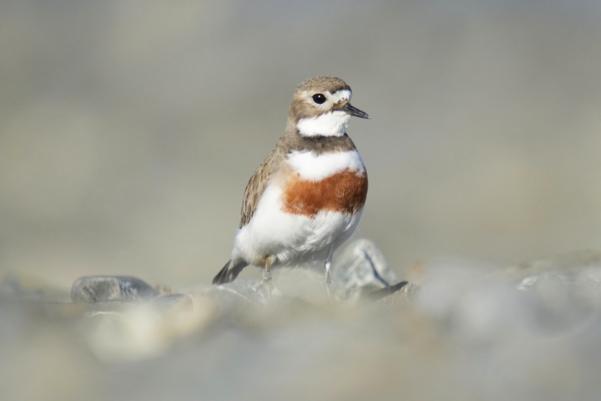 Double-banded Plover - Ulises Cabrera Miranda