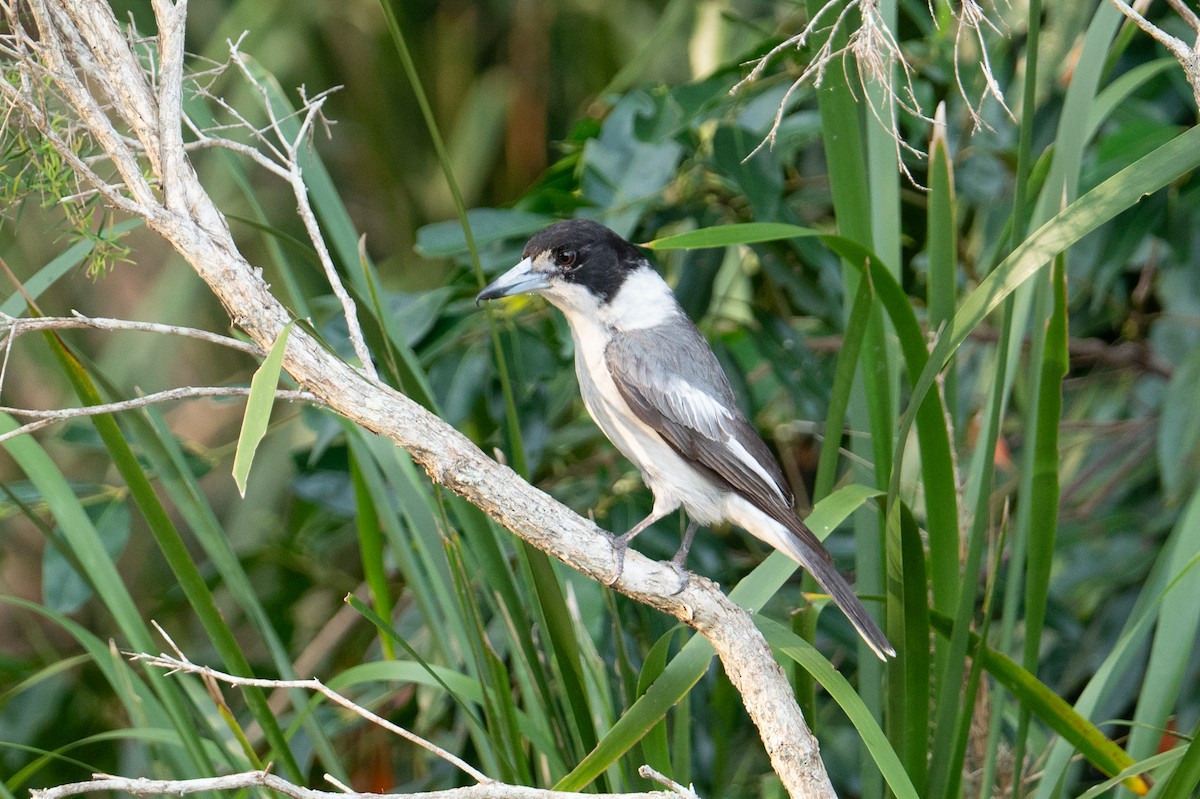 Gray Butcherbird - ML624601197