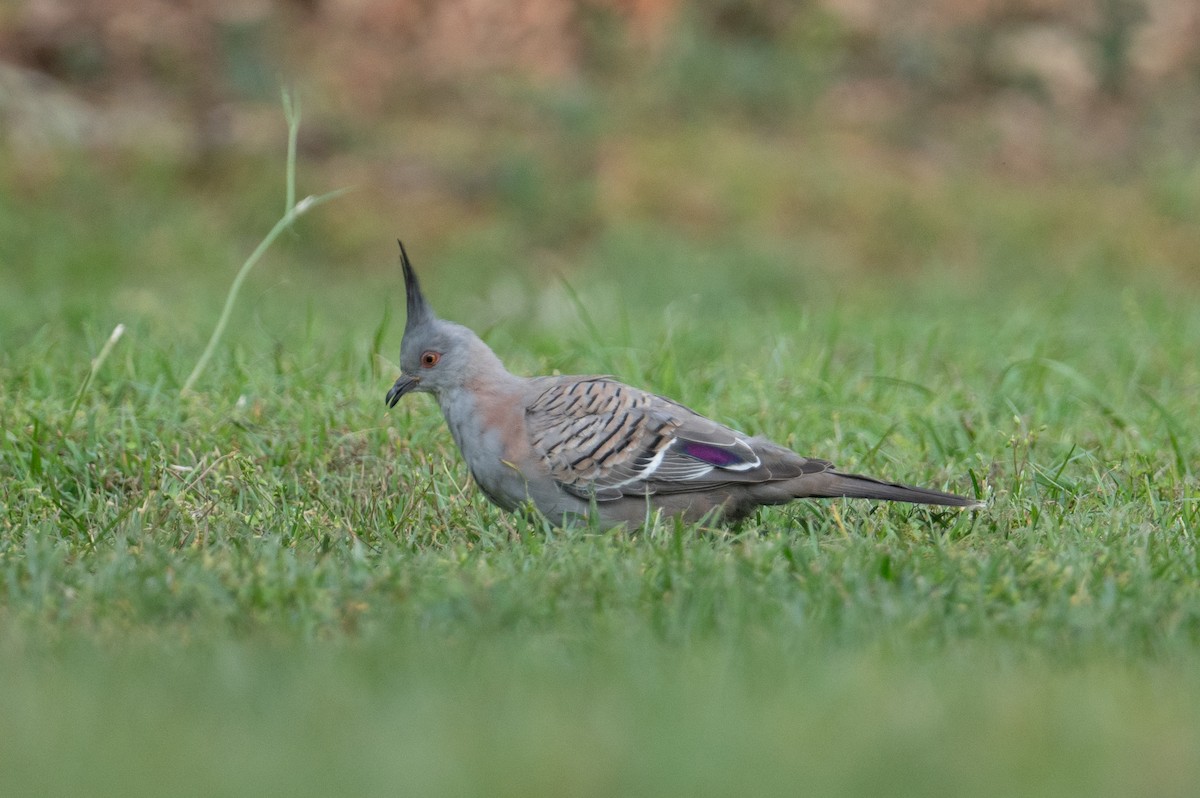 Crested Pigeon - ML624601206