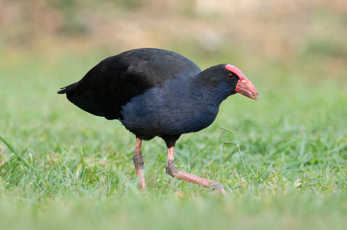Australasian Swamphen - ML624601231