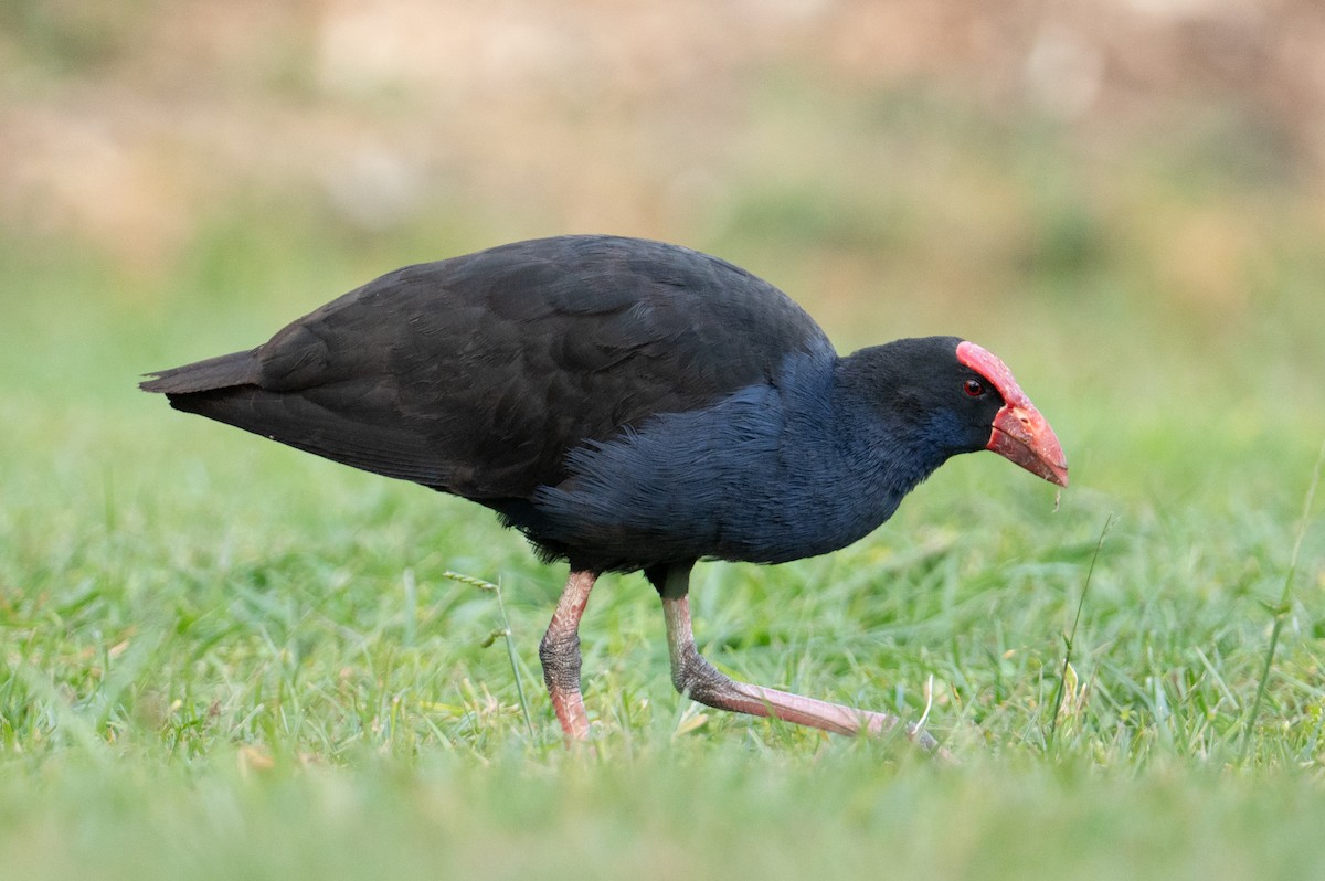Australasian Swamphen - ML624601232