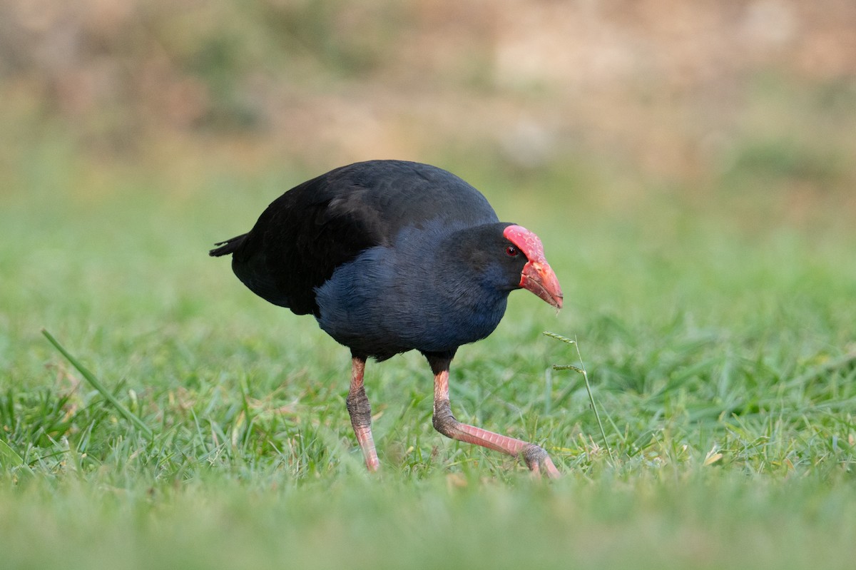 Australasian Swamphen - ML624601237