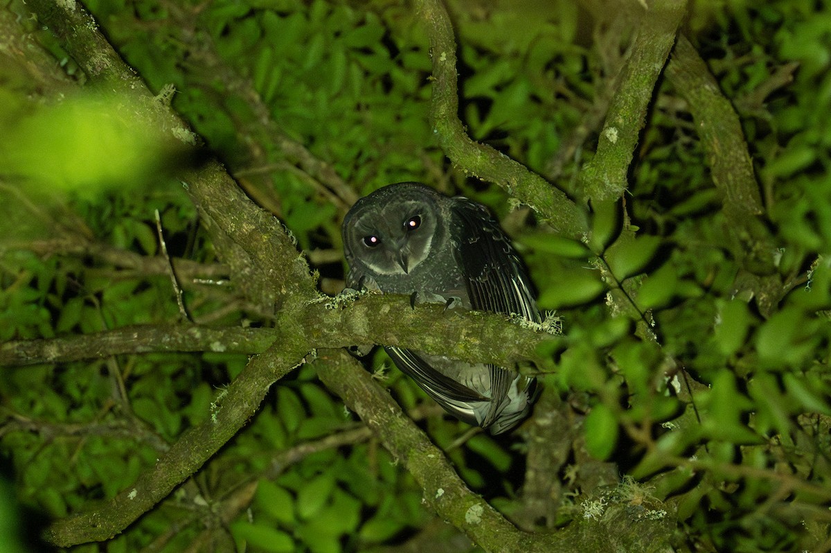 Sooty Owl (Greater) - ML624601271