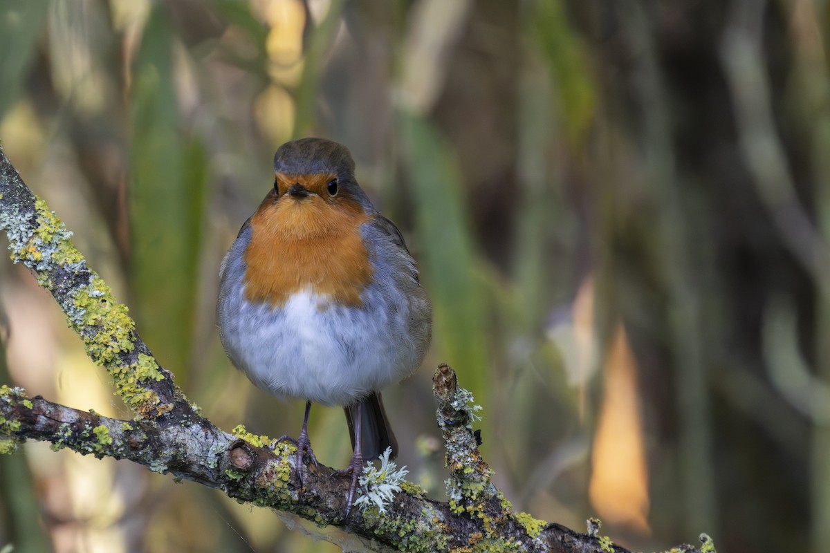 European Robin - Ryan Laycock