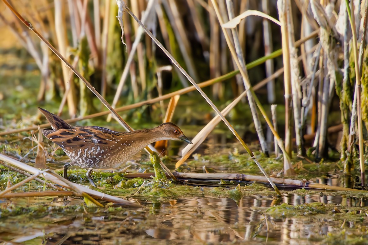 Baillon's Crake - Kubilay Yakup Kaplan