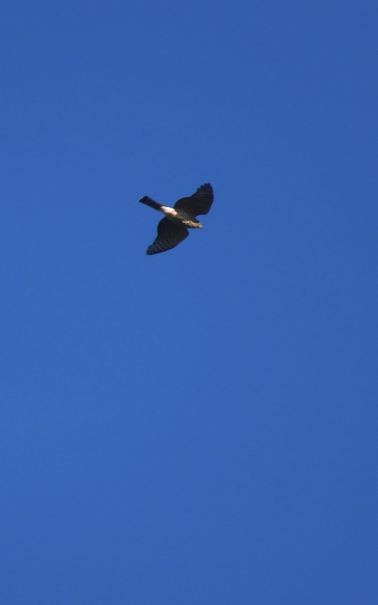 Sharp-shinned Hawk - ML624601907