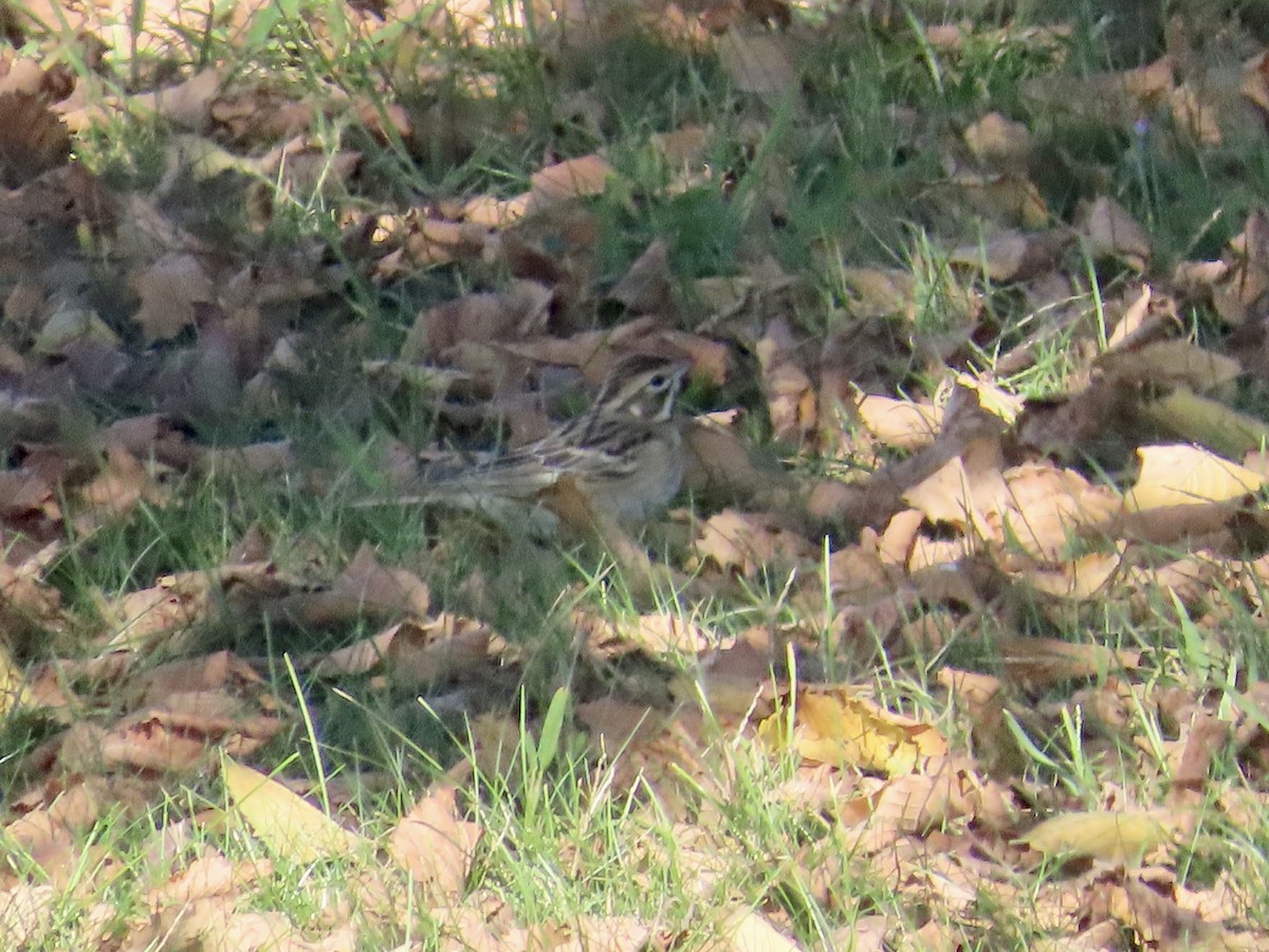 Lark Sparrow - ML624601920