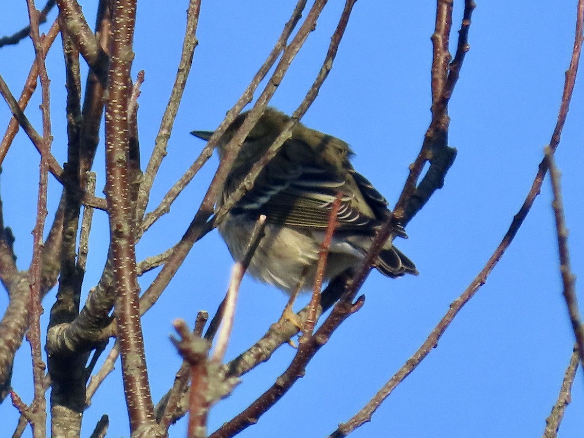 Blackpoll Warbler - ML624601970