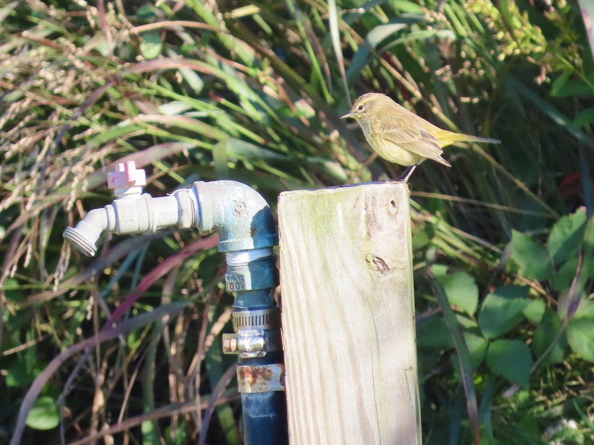 Palm Warbler - ML624601978