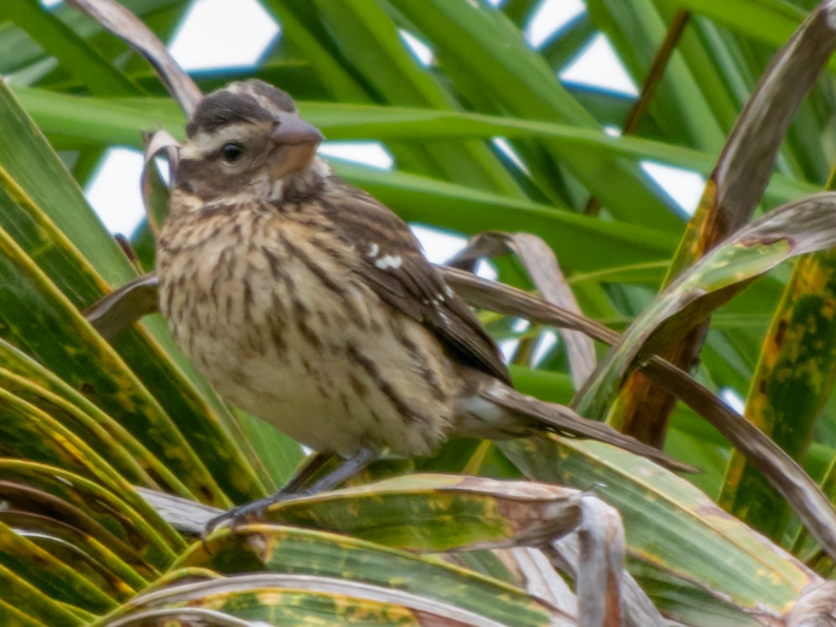 Rose-breasted Grosbeak - J. Marcos Benito