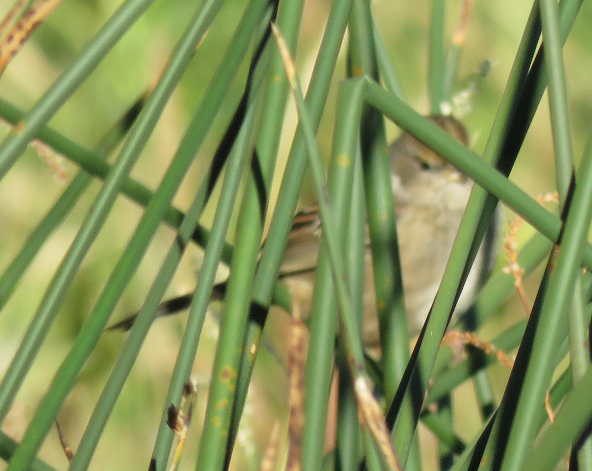 Golden-crowned Sparrow - ML624602119