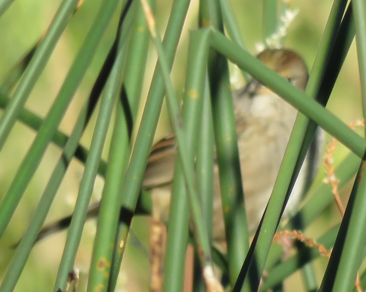 Golden-crowned Sparrow - ML624602121