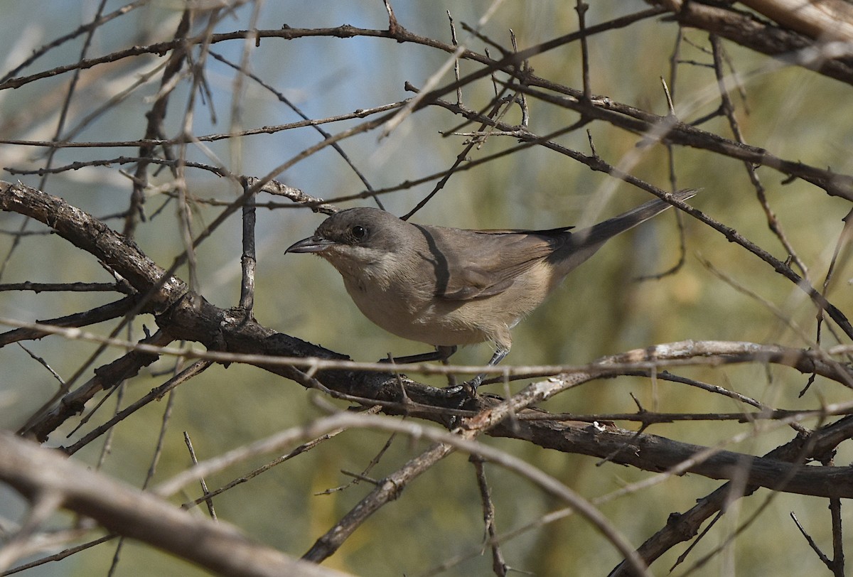 Western Orphean Warbler - ML624602409